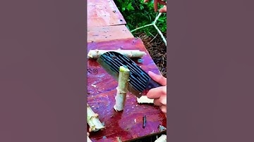 Splitting cassava stems is very easy #shorts
