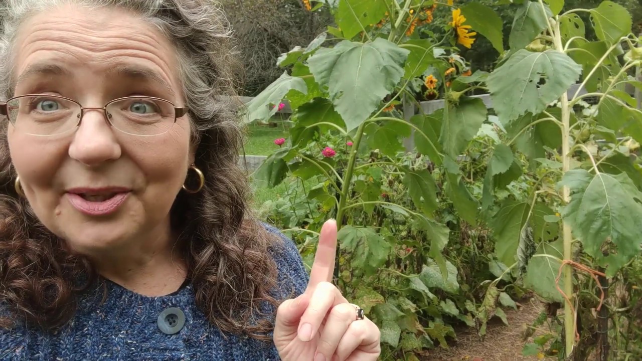 The Best Way To Stake Cucumbers YouTube the-best-way-to-stake-cucumbers-youtube