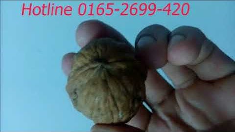 Tác Dụng Của Quả Óc Chó Mỹ 6 | Bán Quả Óc Chó Mỹ 01652699420