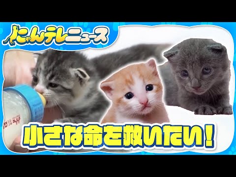 [Rescued Cat] Won't drink milk... What's wrong? Save the life of this rescued kitten! / Milk volu...