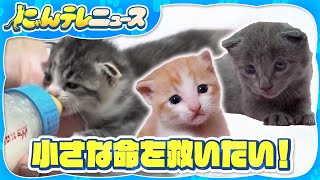 【保護猫】ミルクを飲まない…一体何が　保護された子猫の命を救え！/ 200匹の子猫を救ったミルクボランティア