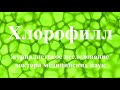 Польза ХЛОРОФИЛЛА  Очищение организма от токсинов и паразитов  Защита от онкологии  Научные факты