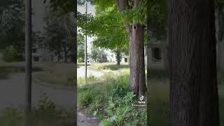 100+ Houses In This Abandoned Neighborhood 😱 #abandoned #forgotten #urbex