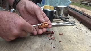 germination of a pecan a look under the shell