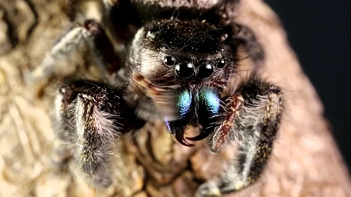 Texas Wild: Jumping Spiders