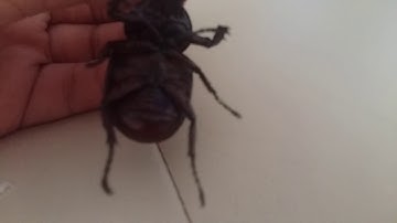 Kiến vương hai sừng