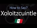 How to Pronounce Xoloitzcuintle? (CORRECTLY) Mexican Hairless Dog Breed Name Pronunciation