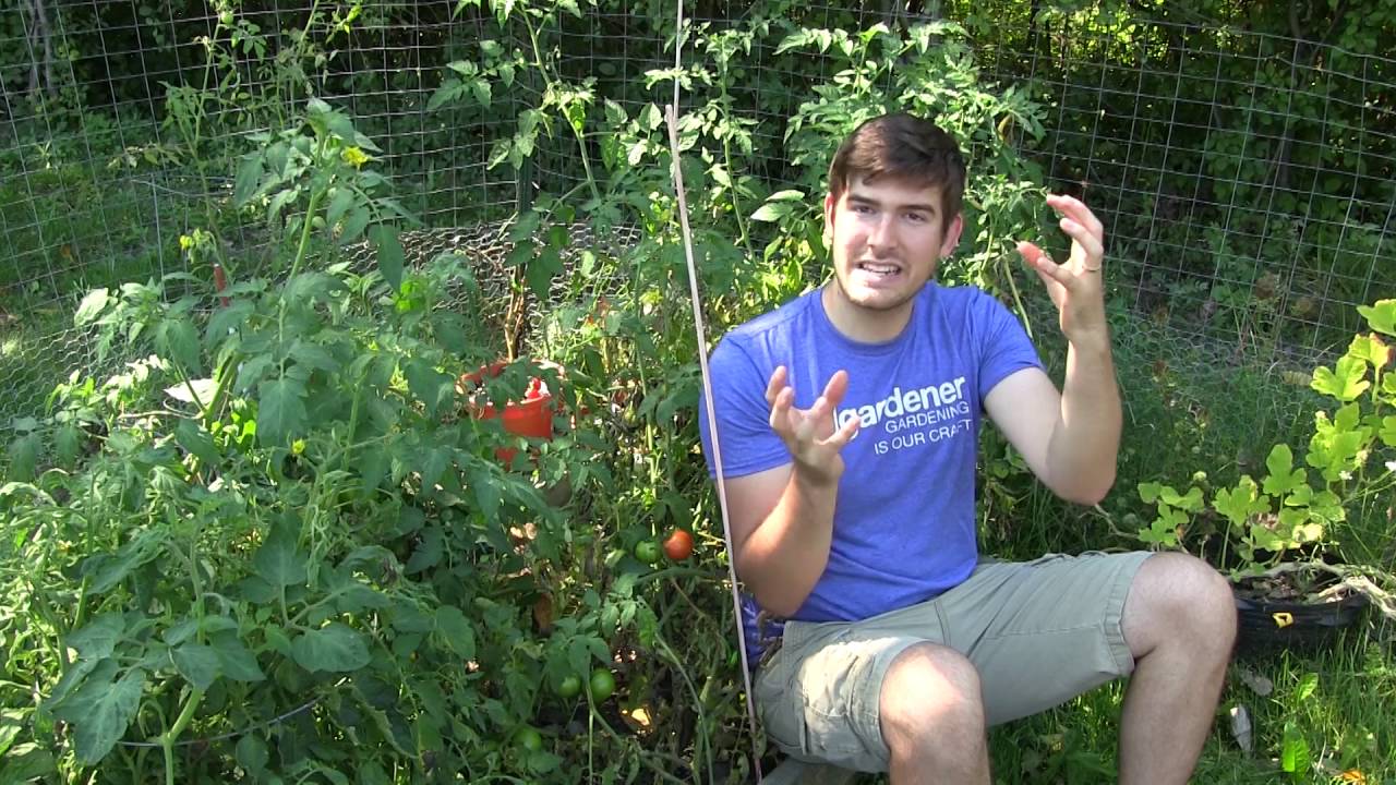 diya tailors 5 Gardening Myths Worth Forgetting Pt. 2