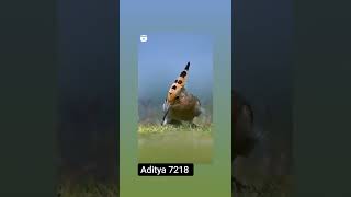 yah kaun sa pakshi hai iska naam comment Mein likhiye WhatsApp status New