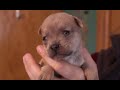 Orphaned Puppy Adopted by Mother Cat