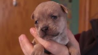 Orphaned Puppy Adopted by Mother Cat