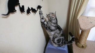 チョイチョイ必至「あれはなに…?」と目で訴える猫