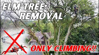 🌳 Arborist Tree Climbing Only For BIG Elm Removal | Our Tracklift WASN’T Working | 📸 GoPro + Drone Wealth