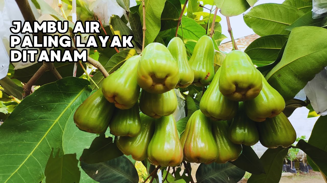 PETIKAN KE-8 JAMBU AIR GREEN GIANT TETAP SUPER‼️#jambuair #jambuairgreengiant 