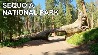 Sequoia National Park 4K scenic drive | California