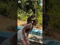 Human Saves Animal in Seconds 😱❤️ #Shorts