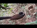 Malaysian pied fantail Birds Her egg disappears from a letter [ Review Bird Nest ]