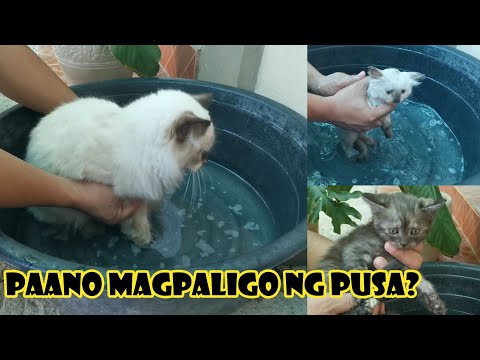 Video: Paano Maligo Ang Isang Malambot Na Pusa