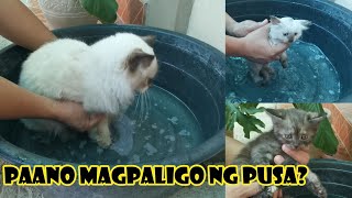 Paano magpaligo ng pusang takot sa tubig? First time maliligo.