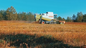 Buckwheat harvest 2023 on Claas Lexion