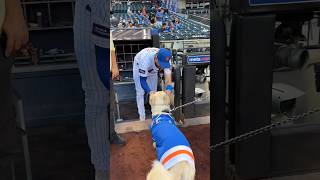 POV: Bark at the Park with Hank the golden 🤩 #mets #baseball #dog #goldenretriever #barkatthepark