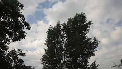 Скворцы собираются в стаи, улетают на юг, скоро осень!