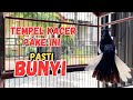 PANCINGAN KACER CEPAT GACOR DAN ON, KACER LAIN PASTI IKUT. N YAUT DAN BONGKAR COCOK UNTUK  BAHAN A
