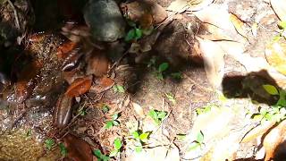 Turtle With Amazing Reasoning Skills.