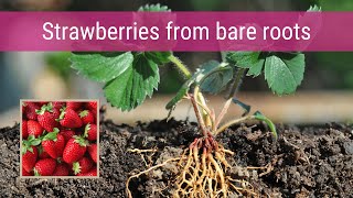 Strawberries: From bare root to fruit
All about starting bare root strawberries. Getting strawberries off to the best start possible for a successful fruiting season.
#realfoodcomesdirty #strawberries #greenstalk #gardening #Growingstrawberries #Growingstrawberriesathome Strawberries: From bare root to fruit