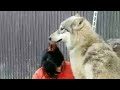 【閲覧注意】人間がたくさんの狼犬に襲われるとこうなる！！