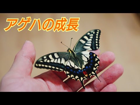 アゲハの成長記録 幼虫から蝶になって飛び立つまでのドキュメンタリー 飼育 旅立ち Youtube