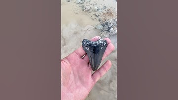 Do you know what kind of shark tooth this is?? Hint: it’s not a Great White #ancient #florida #woah