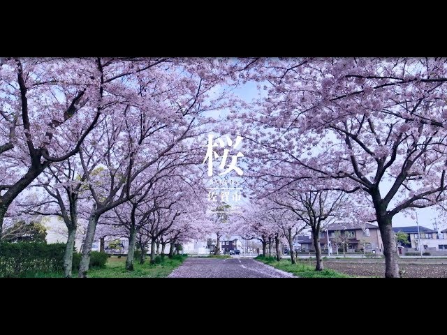 佐賀市桜巡り（徐福サイクルロード） Cherry blossoms in SAGA - YouTube