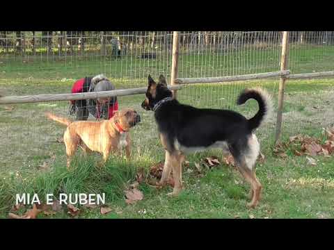 Interazioni tra cani: