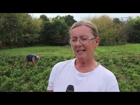 Videó: 4 módja a könyök makaróni főzésének