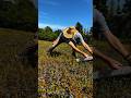Blueberry Harvesting Made Easy for Better Yields #Blueberry #Harvest #Farming