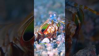 Fakta Unik Mantis Shrimp  Hewan Laut dengan Pukulan Secepat Peluru! #youtubeshorts #faktamenarik
