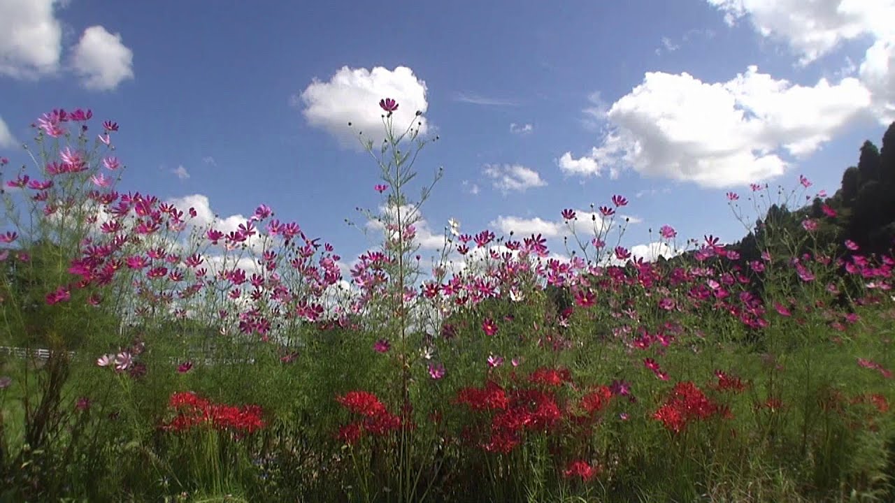 富山･小矢部 五郎丸ヒガンバナの里ゆっくり散策 2025