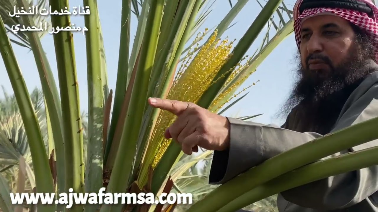 (٢) طريقة تأبير -تلقيح- نخلة عجوة المدينة - مزارع طيبة إخوان للتمور العضوية - بدون القص من الشماريخ