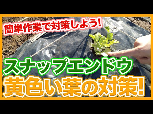 How to deal with yellow snap pea leaves taught by a Japanese