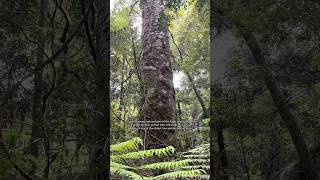 Kauris are native/endemic to NZ’s North Island!! Where this was captured (:
