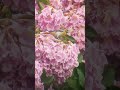 Pink Blossom Full of Orioles🌸 #birds #nature #orioles #macuelizo