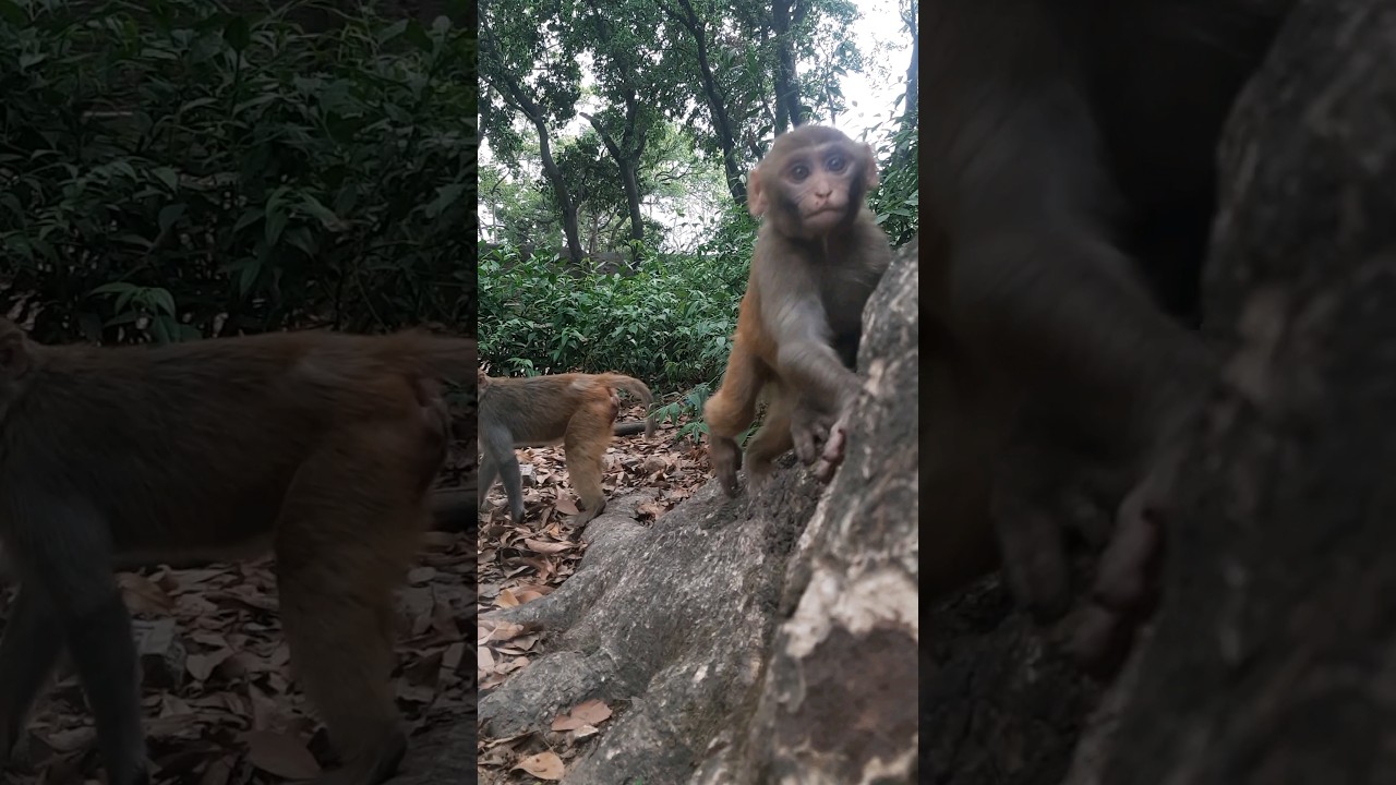 most beautiful and cute baby monkey