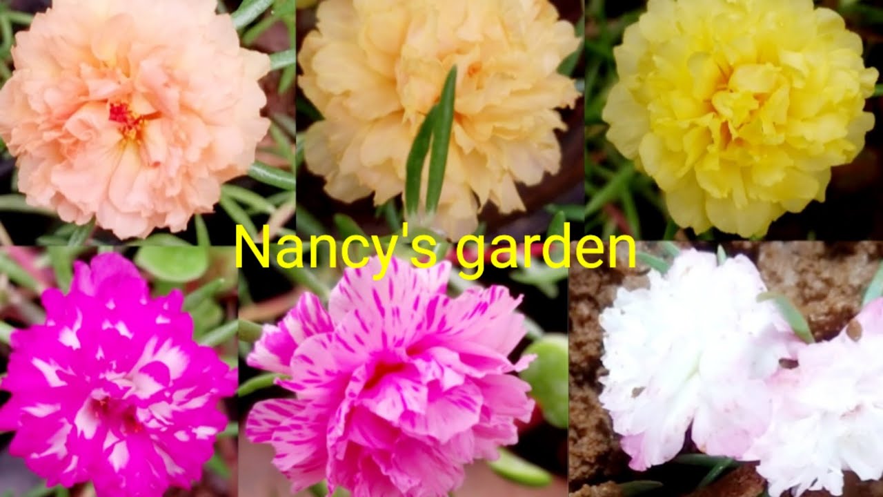 Easy & Simple way Table Rose (Moss Rose,Portulaca) Propagation with soil mix.