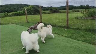 Download lagu Remi, Mojo, buddy and Momo fun run