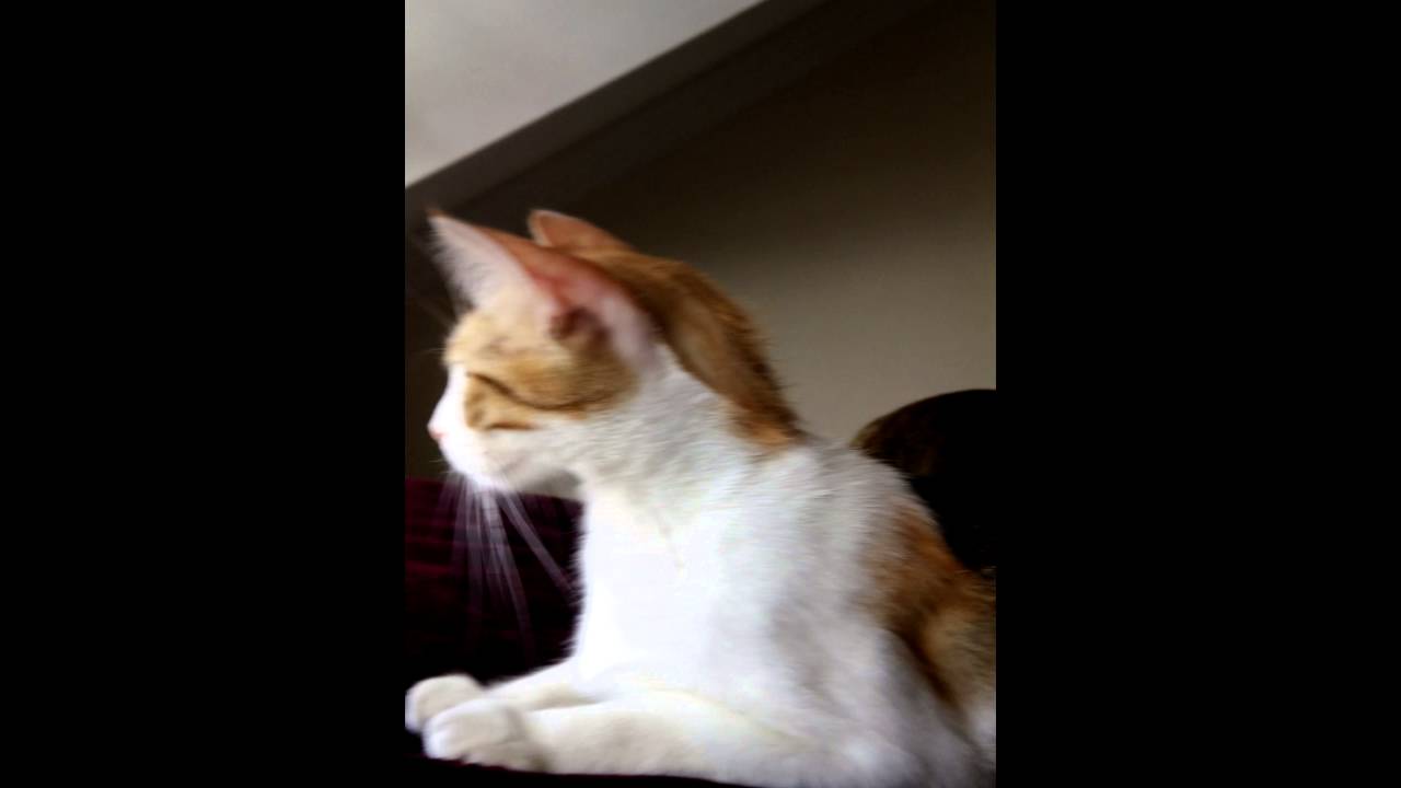 İlk defa kuş gören kedi YouTube