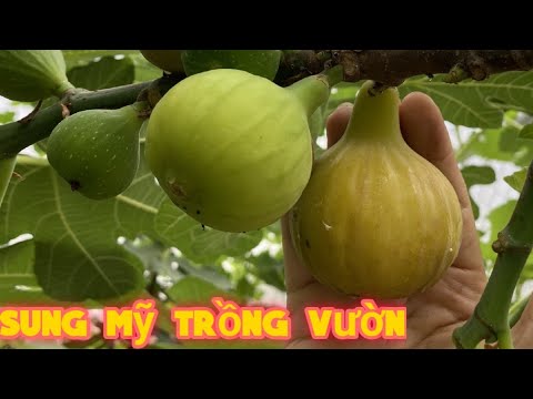 Video Sung mỹ trồng vườn 3 năm sẽ to như thế nào? - youtube