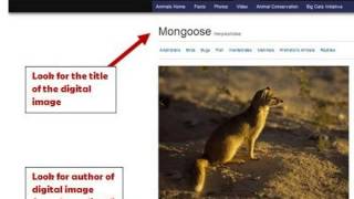 MLA Digital Image Citation Video