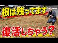 【答え合わせ】本当に復活するの？プリグロ/ザクサ/バスタ