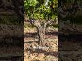 It gets better than that! Our old vines are so special